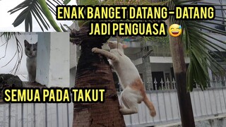 Astagfirullah Kucing Ini Sekarang Jadi Penguasa Cats Lovers Tv