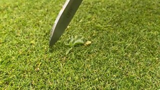 Completely remove a weed and finally restore it perfectly. It’s so satisfying to see the end!