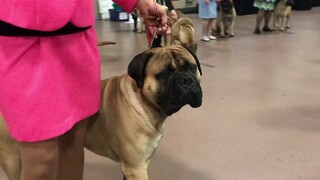 The American Bullmastiff Association. St. Charles, Illinois, USA. OCT 2019