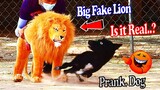 Big Fake Lion vs Real Dogs Prank Very Funny Reaction - Must Watch Funny Video We Prank Dogs