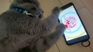 Cat Learns How To Pause While Watching Tegomasu – “Neko Chudoku”
