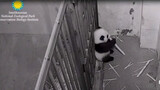 Kehidupan Panda Xiao Qi Ji di AS: Neraka di Bumi?