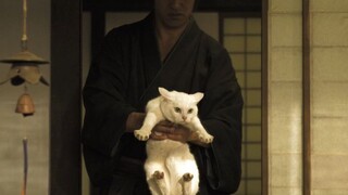 落魄武士被大眼萌猫蛊惑，成为铲屎官的辛酸历程！
