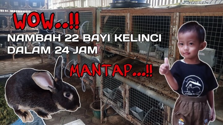 Alhamdulillah, nambah lagi bayi kelincinya