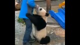 "Ketika panda merasa dirinya turun pangkat, cara makannya berubah?"