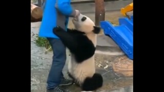 “当熊猫意识到自己降级后 就开始这样吃饭了？”