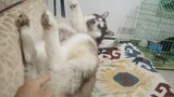 Poking husky in the butt