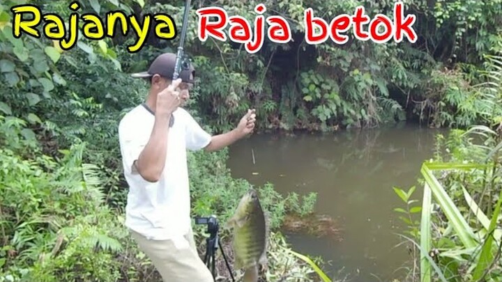 Mancing betok monster,Raja nya raja betok