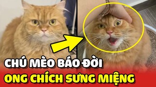 Chú mèo BÁO ĐỜI nhất TIKTOK chọc phá bị ONG CHÍCH sưng miệng 😂 | Yêu Lu