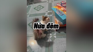 Chuyện kinh rị mèo cute cat