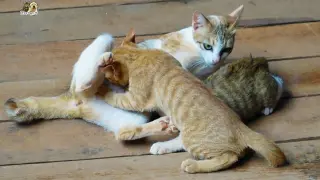 Bigger kittens force mother to breastfeeding them
