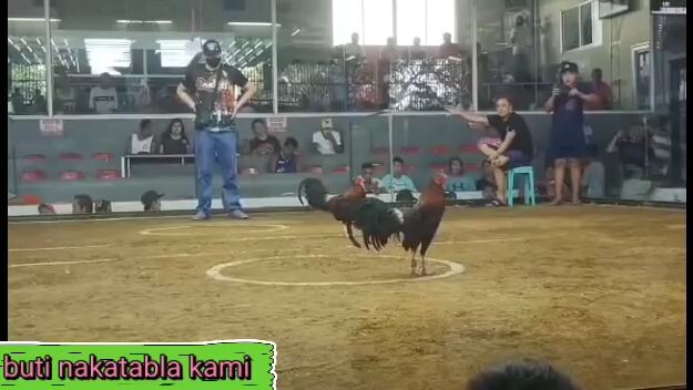 first fight 2cock @ Biñan Laguna Draw