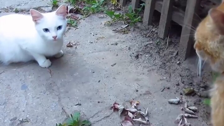 Mengapa kucing putih paling jelek di mata kucing?