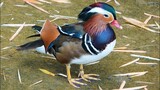 Rare gorgeous mysterious male MANDARIN DUCK appeared in Singapore