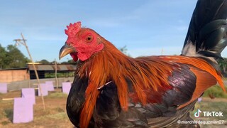 SOLD OUT na kayo GOOD luck sa mga naka Bili🐓❤️