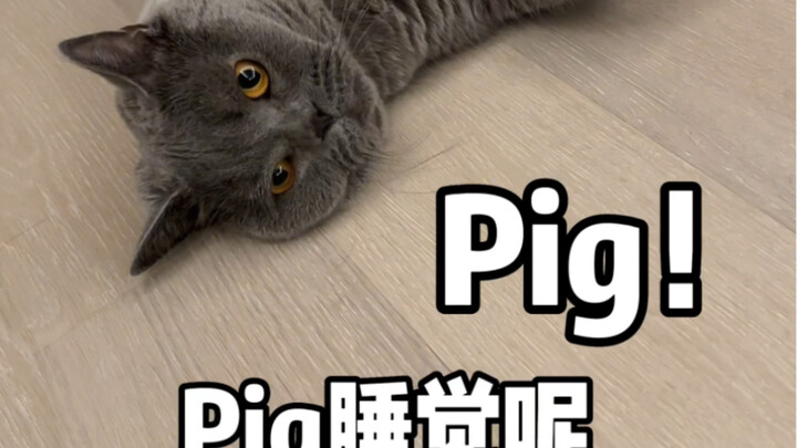 当我用siri给我家猫取名字