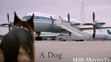 A Dog 2021 Full Movie With English Subtitles WATCH __