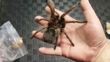 [Animals]Exciting unboxing of spider video