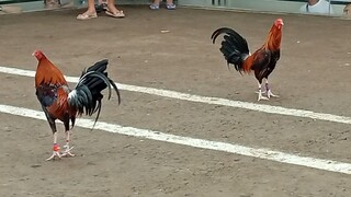 BROWN RED VS DARK RED, 55K PARADA🔥🐓 NKASAHAN HALF FIGHT SABONG PILIPINAS WPC