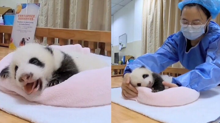 Panda kecil tidur, interaksinya dengan pengasuh membuat netizen gemas.