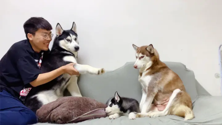 [Dogs] It's Been Two Months Since This Husky Gave Birth To Her Baby