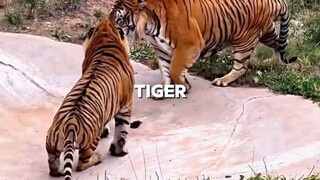 wild tiger