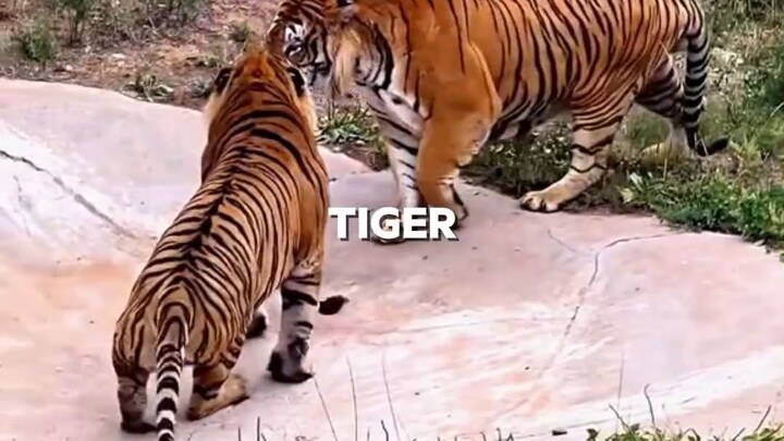 wild tiger