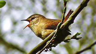 Wren Singing - นกตัวเล็กด้วยเสียงยักษ์