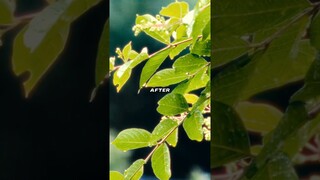 Cinematic Color Grading on your phone