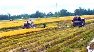 Máy Cắt Lúa KUBOTA Gặt Miếng Đất Đầm Lầy l Tài Xế Lâu Năm Xử Lý Quá Đẳng Cấp