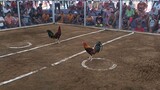 1 cock Derby