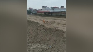 Cún nhà bạn có nghịch ko? cunyeucuadua yeucho yeuchomeo cún cúncon chó chómèo chócon chókhôn yeuchomeo chócute pet dog dogsoftiktok