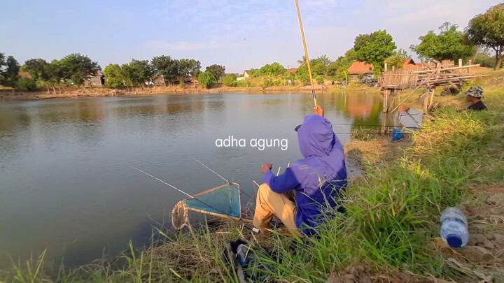 Makin sore, Sambaran ikan nila makin banyak (mancing ikan di kolam air hijau)