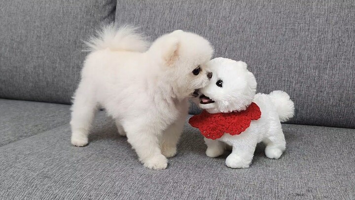 [Dog] A dog and a doll