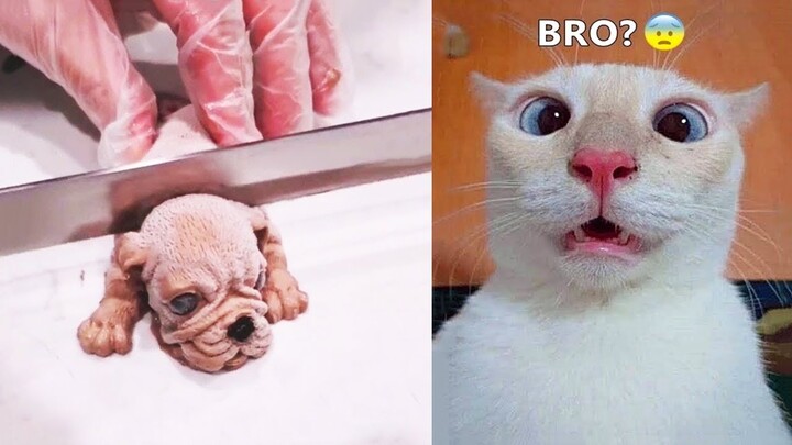 Funny Animals Viral Videos Funny animal memes | Memee Hub - Bilibili Funny Animals Viral Videos Funny animal memes | Memee Hub - Bilibili