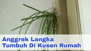 Aneh Bin Ajaib_Anggrek Tumbuh Di Kusen Rumah