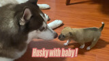 When a husky is taking care of a little puppy...
