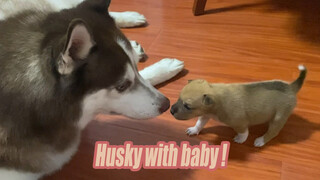 Husky nuôi con, sống sót là được rồi!