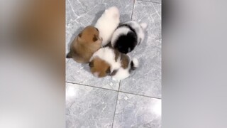 Phốc sóc 34 ngày tuổi siêu lông nguyenkienpom phocsoc chó chó_cưng pomeranian