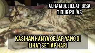 Begini Anak Kucing Buta Di Saat Tidur Kasihan Banget Ini Kondisinya Sekarang..!