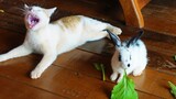 Dady cat laugh loudly that rabbit said that vegetables is delicious