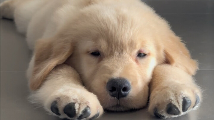 How come a puppy’s paws are so big!