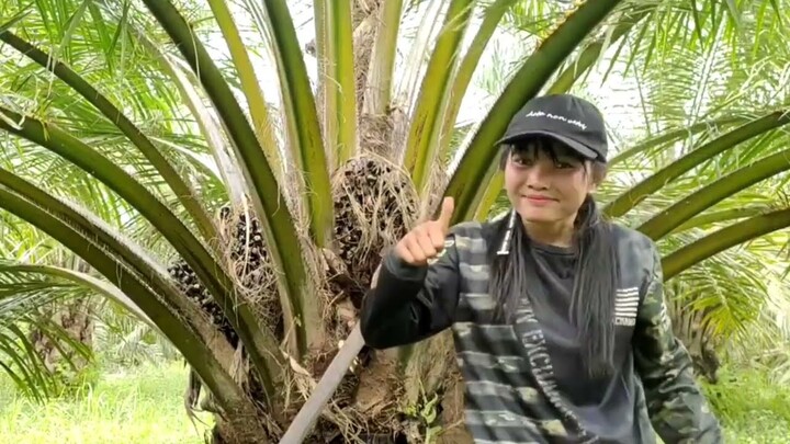 Panen sawit nyuri buah || Perawatan sawit songgo 2