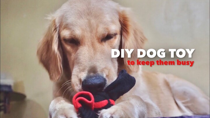 DIY DOG TOY TO KEEP THEM BUSY