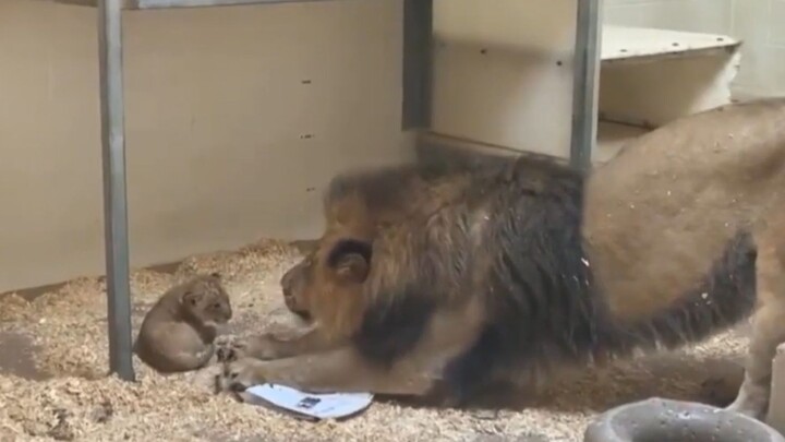 The First Time A Lion Sees His Son