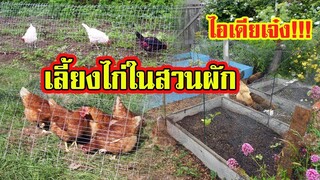 ไอเดียเจ๋ง | เลี้ยงไก่ | ในสวนผัก |