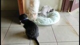 so cute wacthing cat and dogs played together