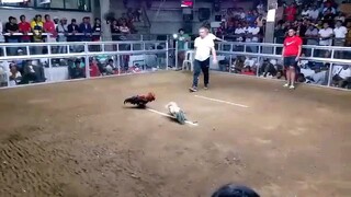 2nd fight, 3cocks Derby... Champion...