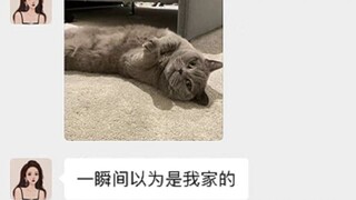 《卧 槽 真 是 我 家 猫》