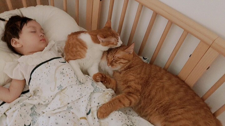 Quen ngủ cùng nhau từ nhỏ nên thấy cục cưng đổi giường mèo cũng đi theo